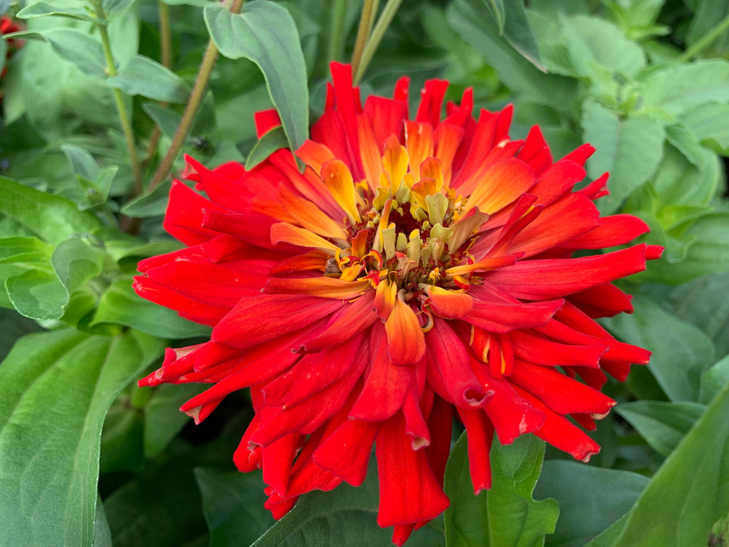 Red giant cactus zinnia
