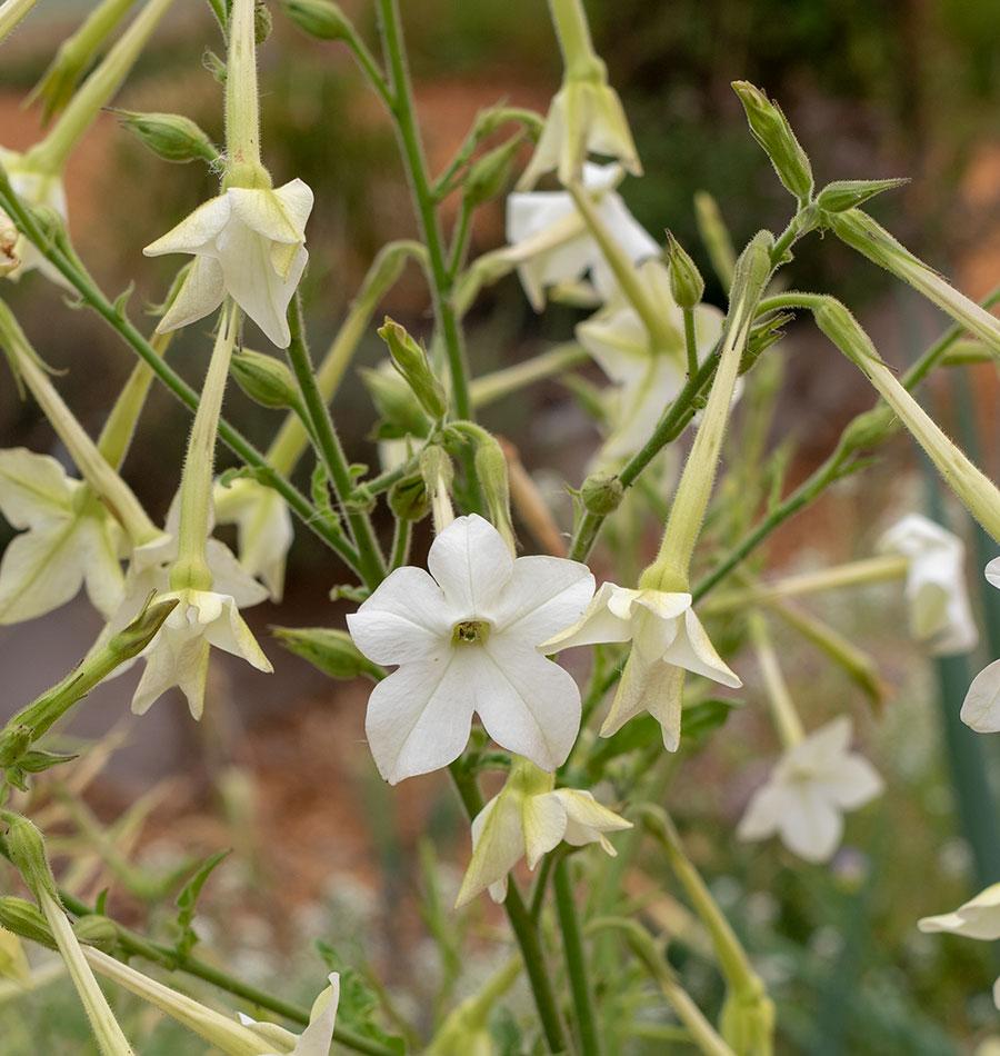 Farm.hand.seeds Jasmine tobacco