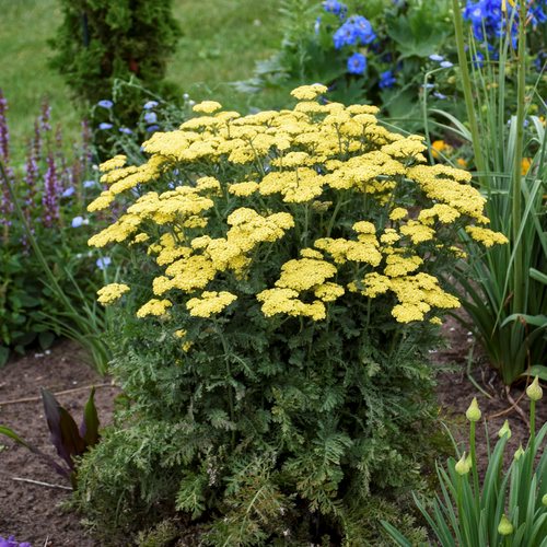 Yellow yarrow