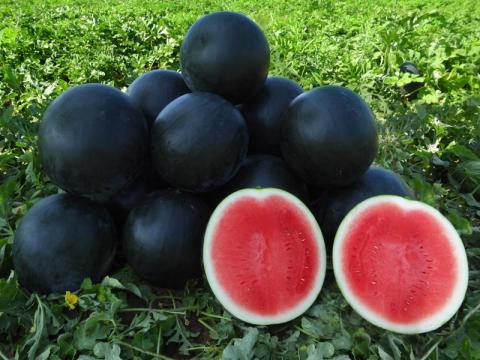 Midnight watermelon