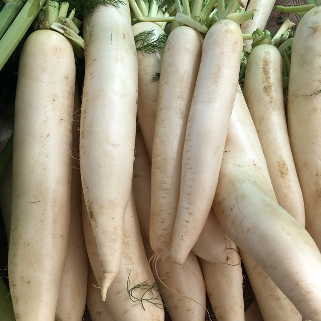 Giant daikon radish