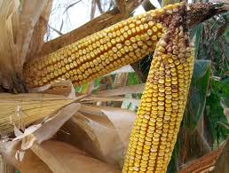 Reids yellow dent corn