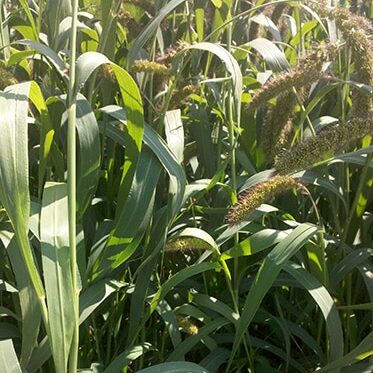 German foxtail mullet
