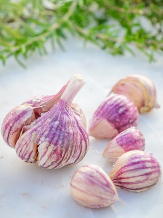 Russian red garlic