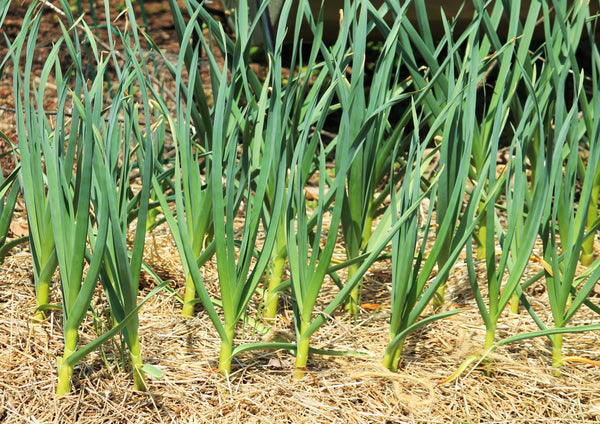 California early garlic