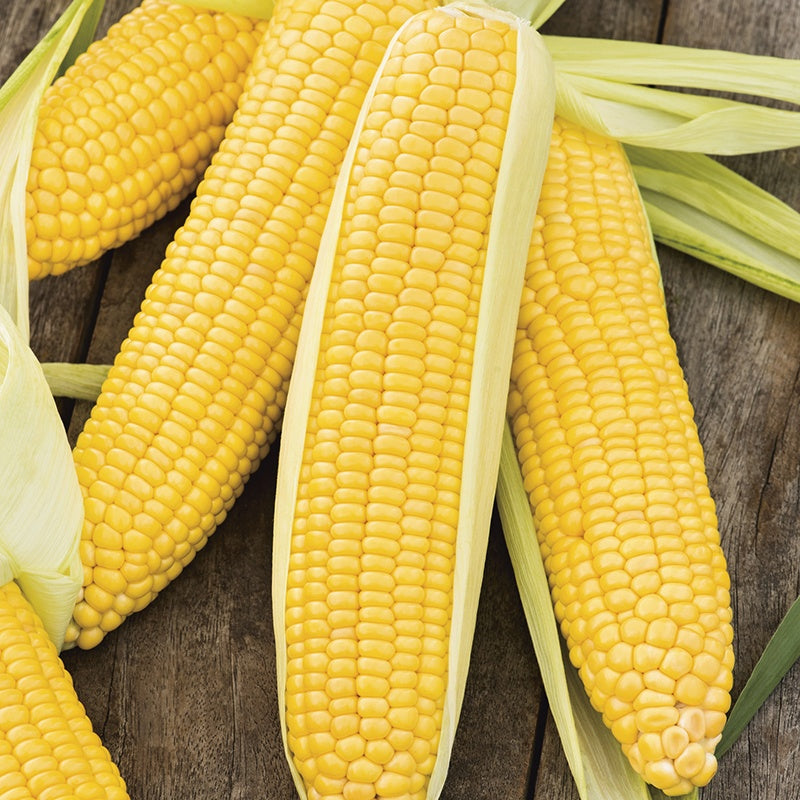 Incredible sweet corn