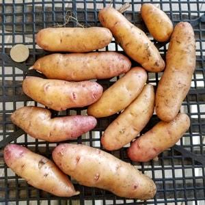 Rose rose Finn apple