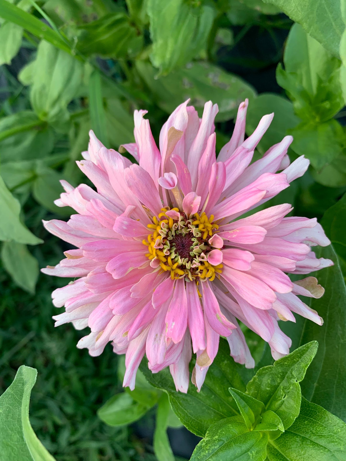 Rose giant cactus zinnia