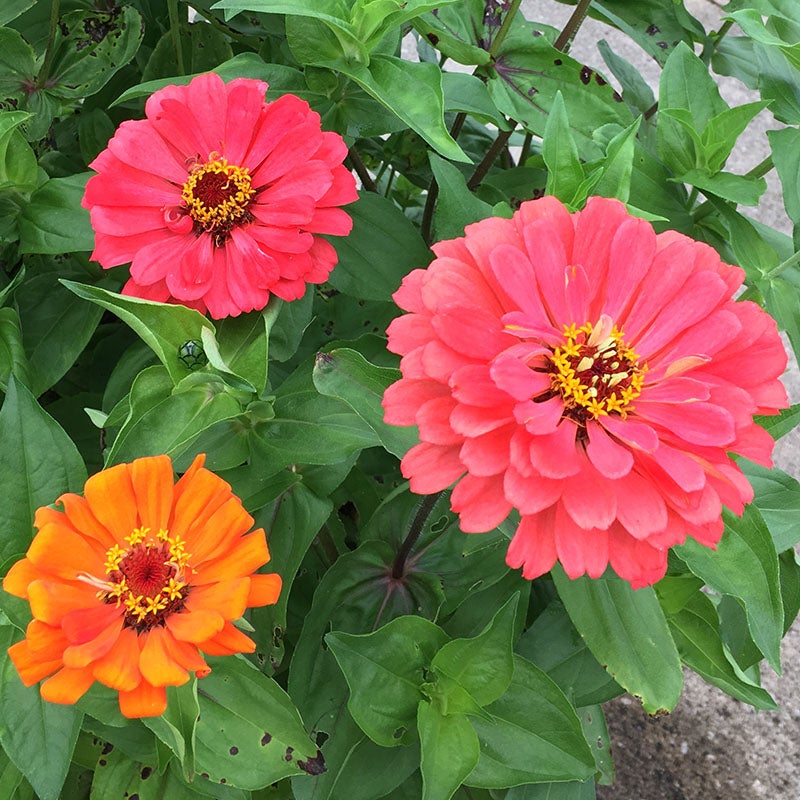Fruity beauty zinnia mix