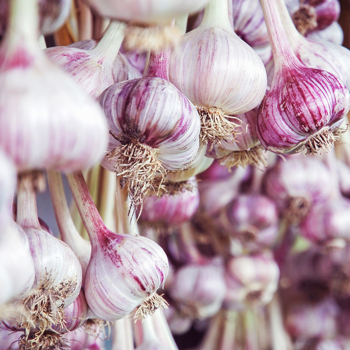Purple stripe garlic