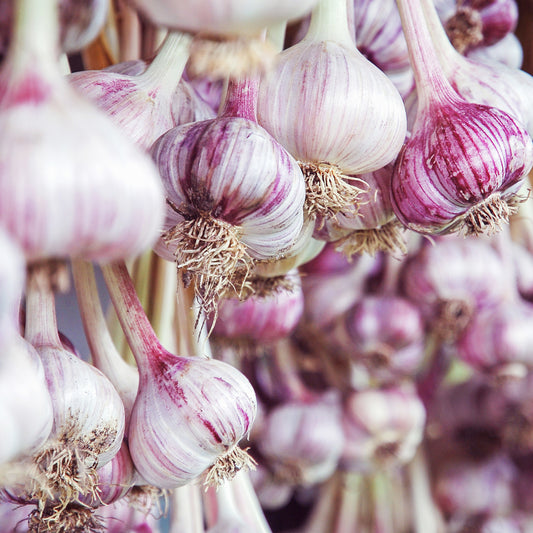Purple stripe garlic