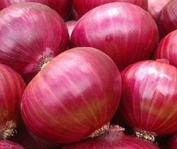 Red Burgundy Onion