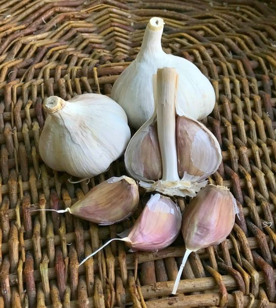 Music hardneck garlic