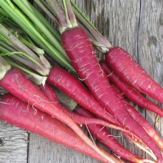 Farm Hand Seeds Atomic Red Carrots