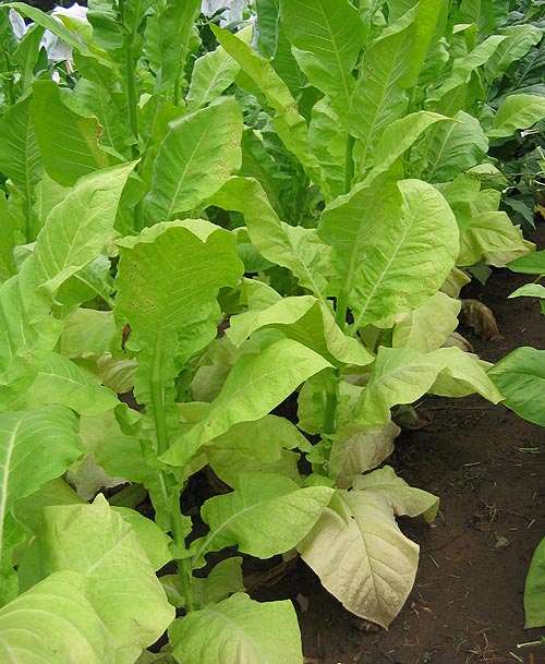Helena Tobacco