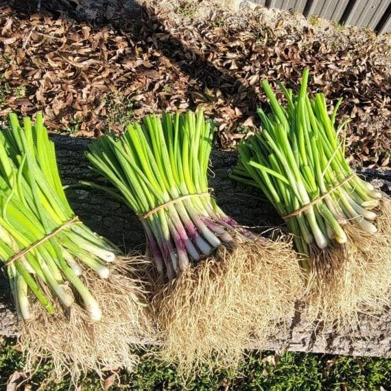 Day neutral onion plants