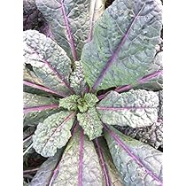 Blue dazzling kale