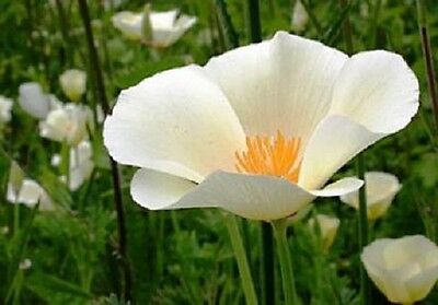 White linen poppy