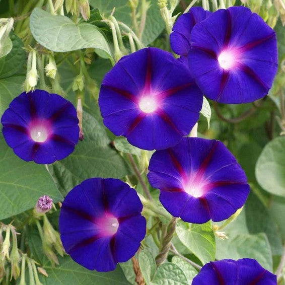 Purple morning glory