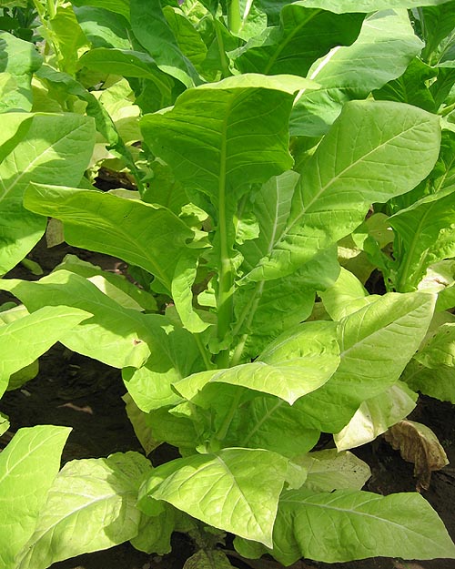 Thailand Tobacco