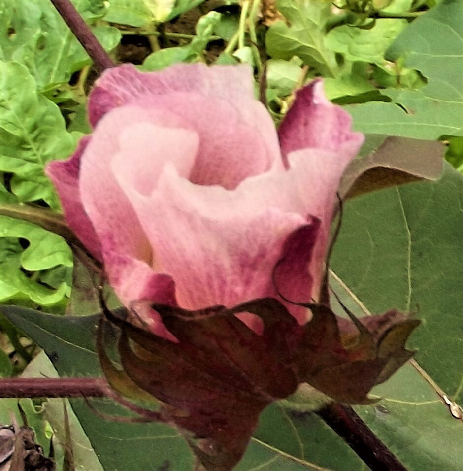 Mississippi Brown cotton