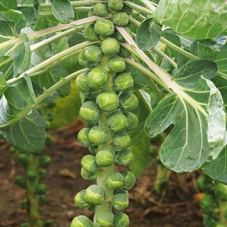 Catskill brussel sprouts