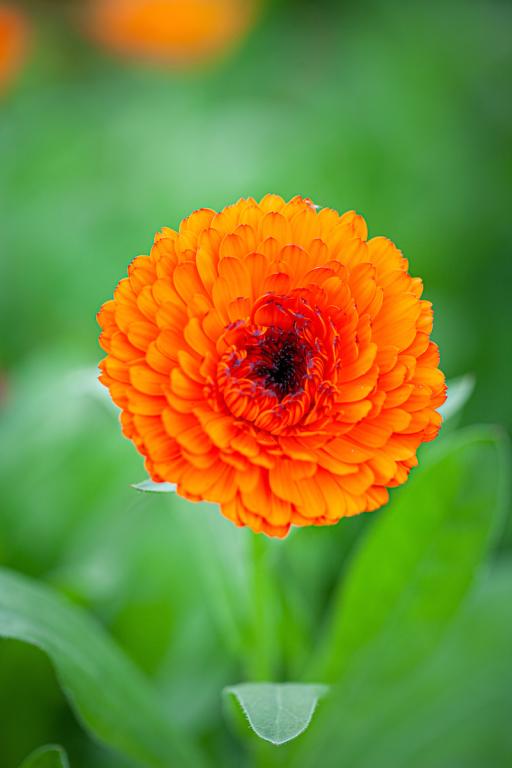 Balls orange calendula