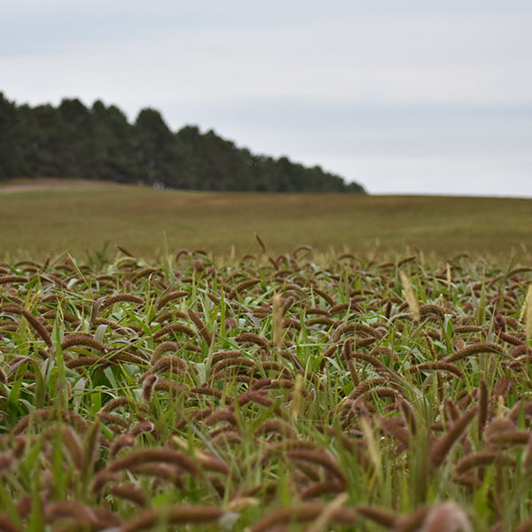 German foxtail mullet