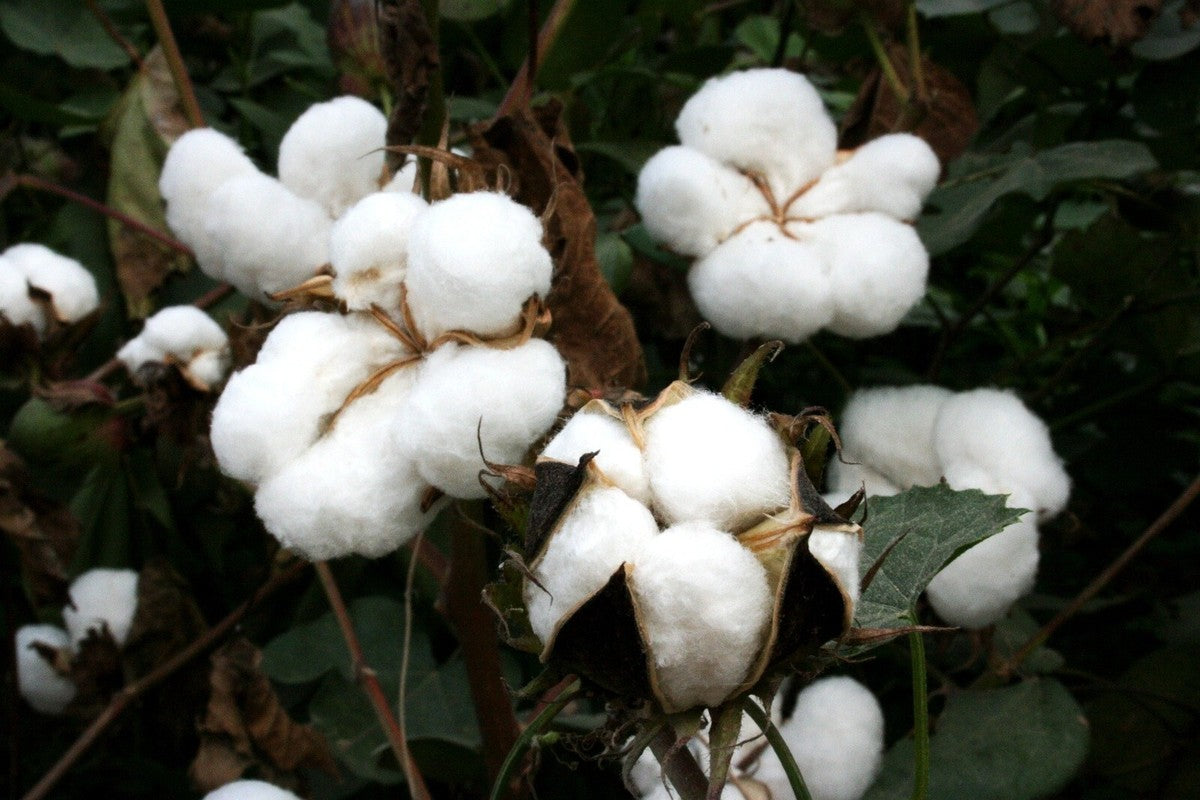 Upland cotton