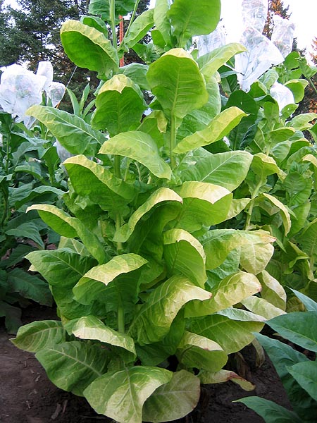 Farm Hand Seeds Golden Wilt Tobacco 