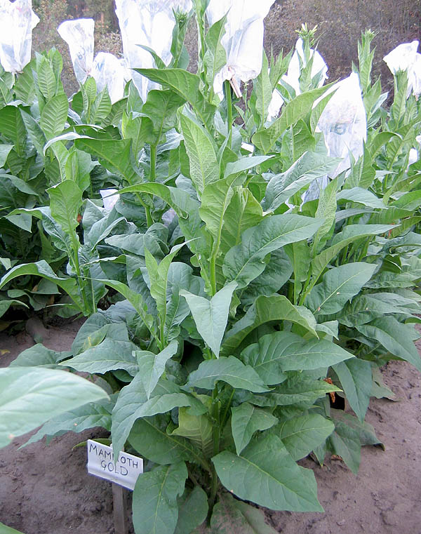 Mammoth Gold Tobacco
