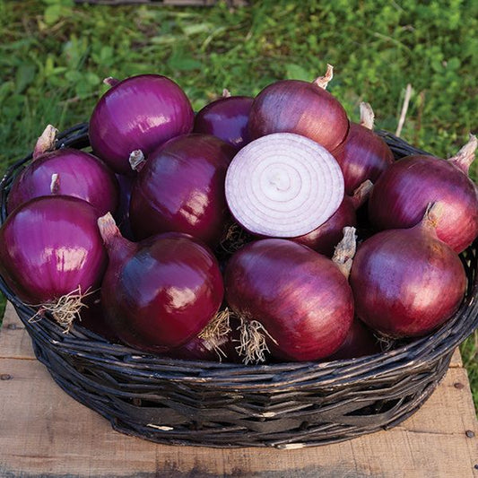 Ruby red long day onion