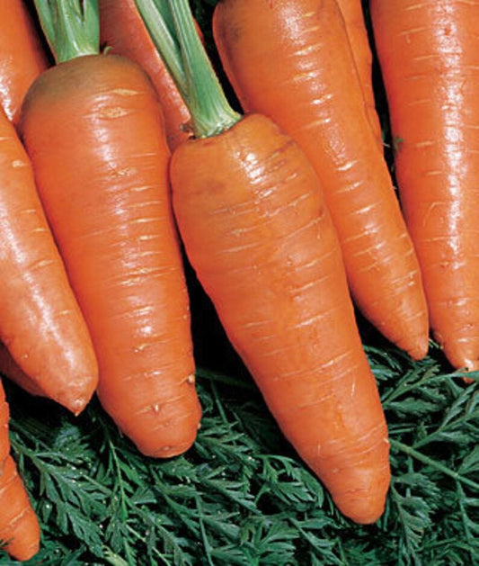 Bambino carrot