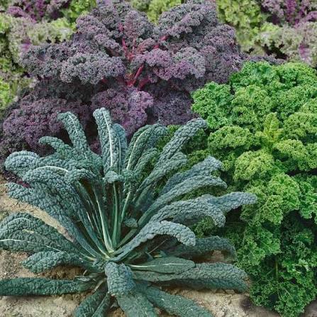 Garden blend kale