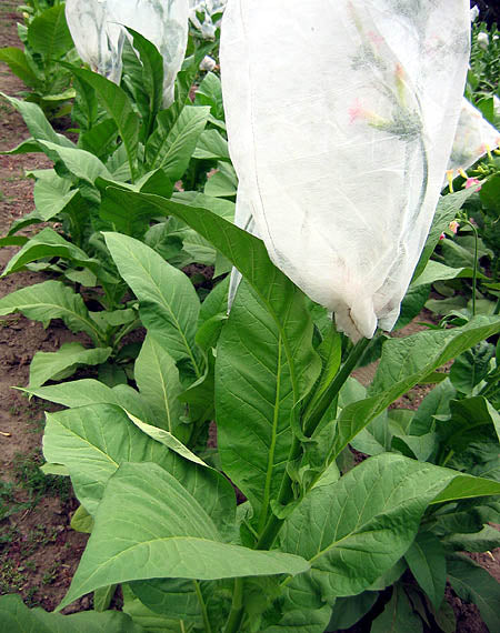 White Gold Tobacco