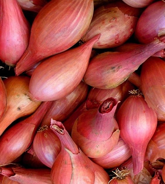 French red shallots