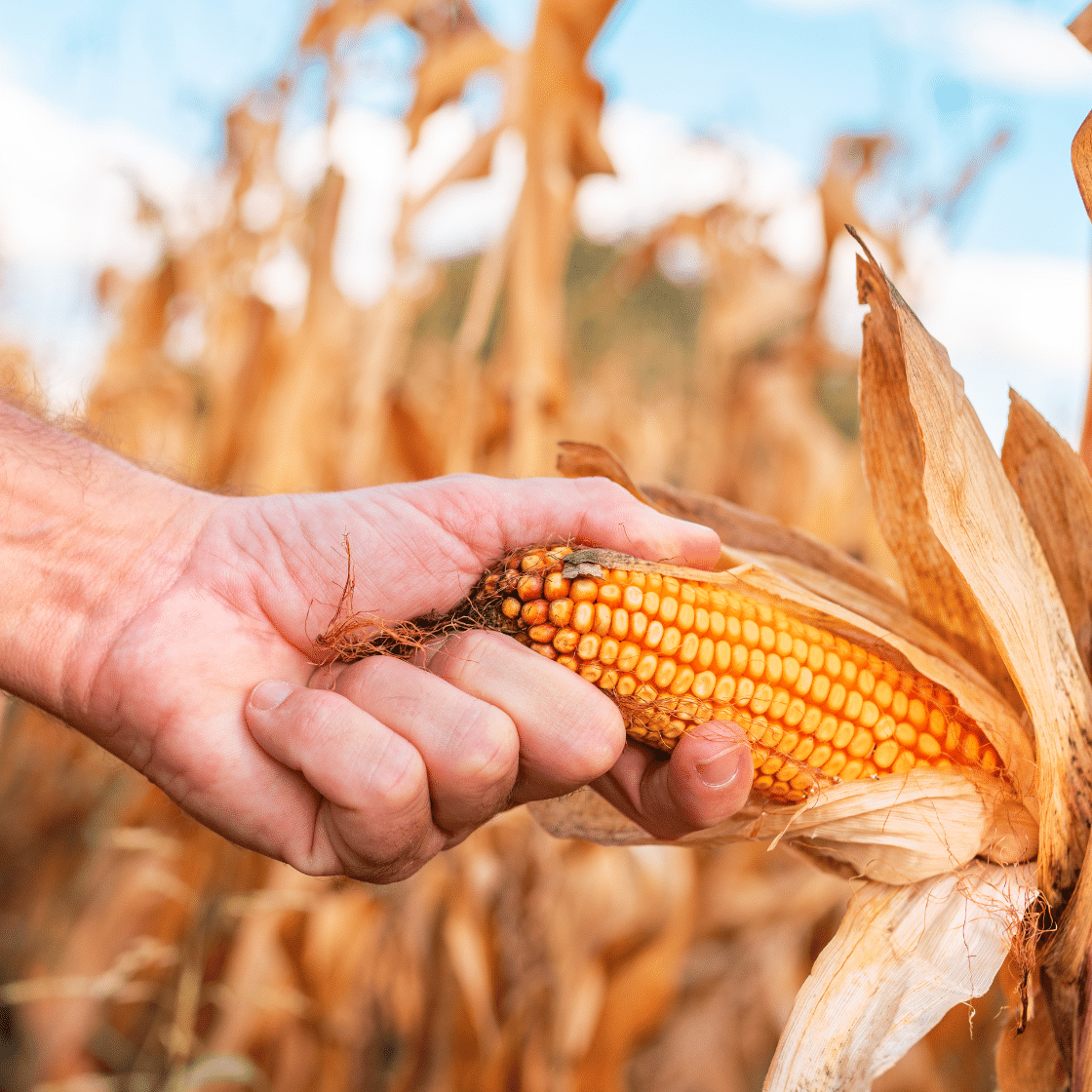 Argentina orange creole flint corn