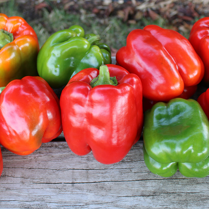 King Arthur bell pepper