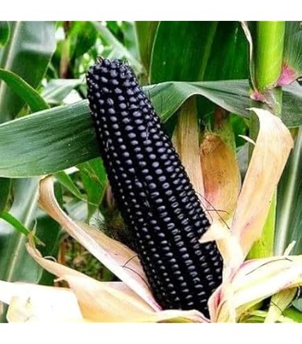 Montana moredo corn