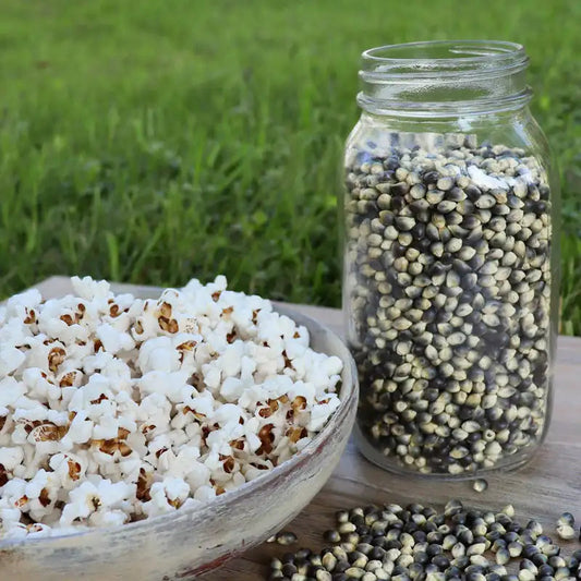 Blue Shamans popcorn seed