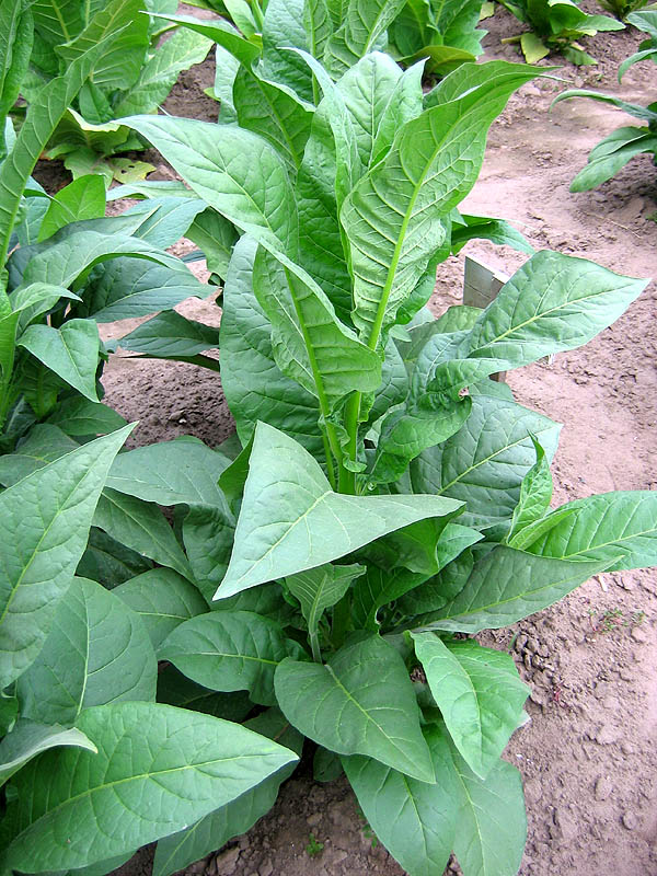 Mammoth Gold Tobacco