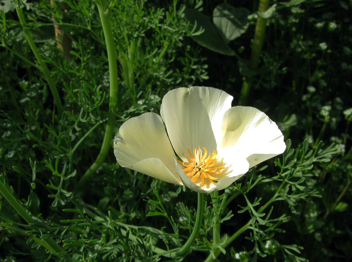White linen poppy