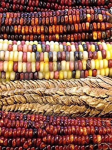 Wampum ornamental corn