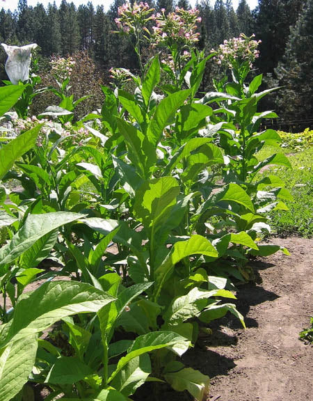 Virginia Brightleaf Tobacco