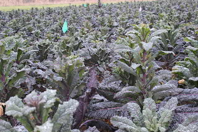 Blue dazzling kale
