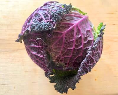 Purple Savory Heirloom Cabbage