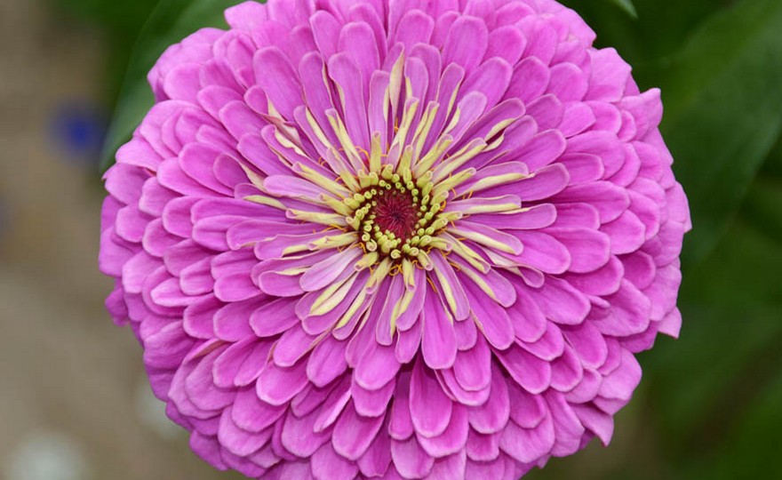Lavender zinnia