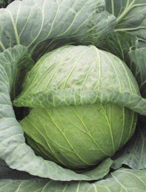 Glory of enkhuizen cabbage