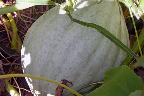 Hopi Grey squash