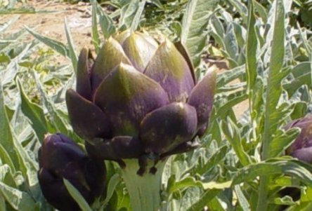 Purple artichoke
